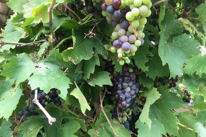 Arizona Winery All-Inclusive Tour with Lunch & Tastings - Small-Group Energy and Why the Guide Matters