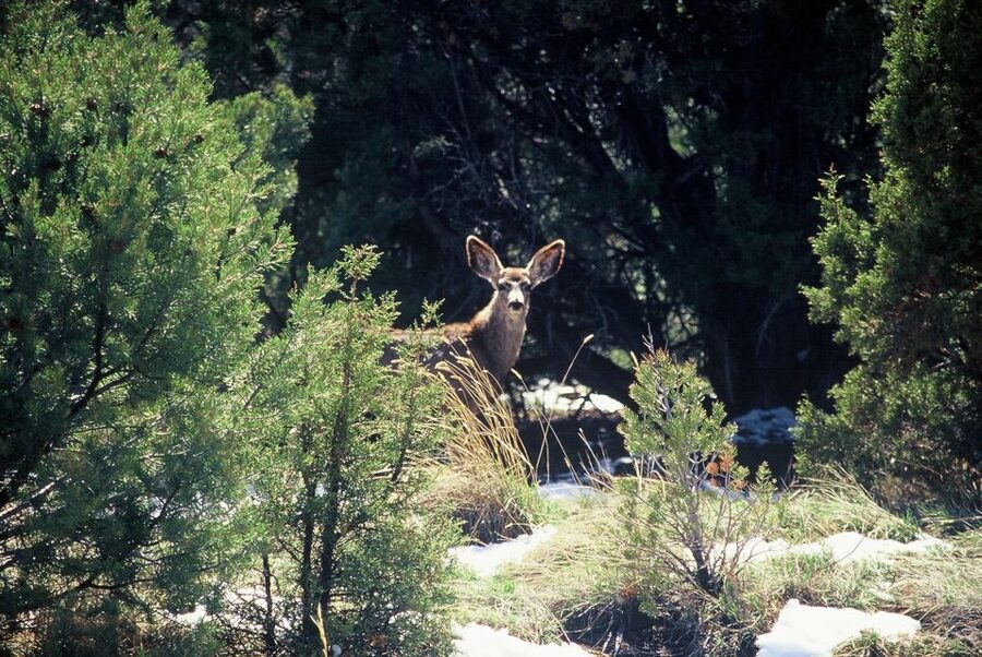 From Sedona: Red Rock West Private Jeep Tour - Should you book this Red Rock West private jeep tour from Sedona?