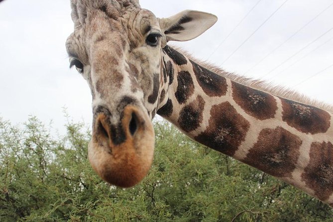Out of Africa Wildlife Park Admission Ticket - Key highlights at Out of Africa (the parts you’ll feel in your day)