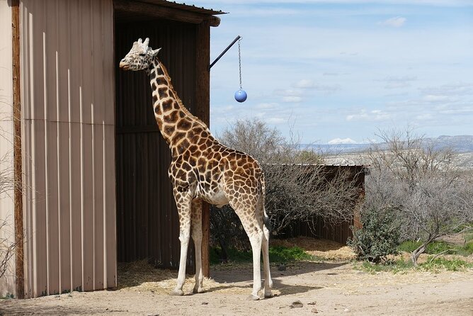 Out of Africa Wildlife Park Admission Ticket - Price and what $42.95 really buys