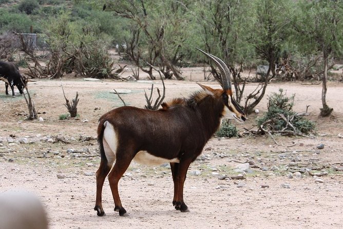 Out of Africa Wildlife Park Admission Ticket - The park approach: animal names, stories, and habitats that feel designed