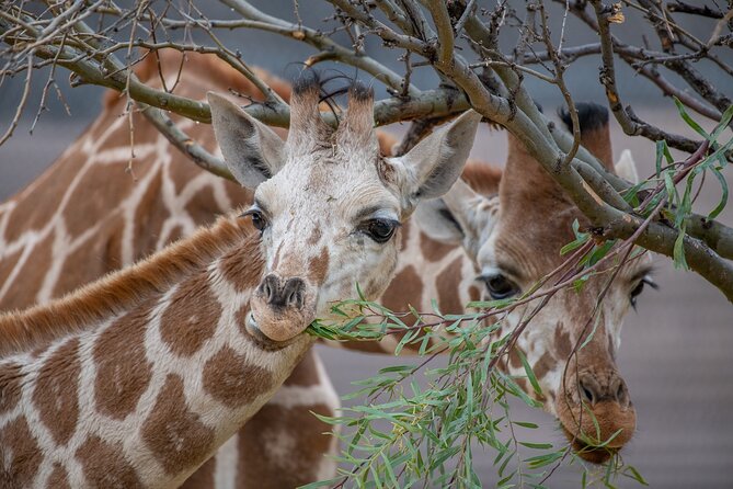Out of Africa Wildlife Park Admission Ticket - The African Bush Safari: the included ride that sets the tone