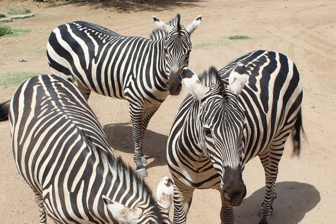 Out of Africa Wildlife Park Admission Ticket - Shows like Tiger Splash and Predator Feed: when the ticket feels “complete”