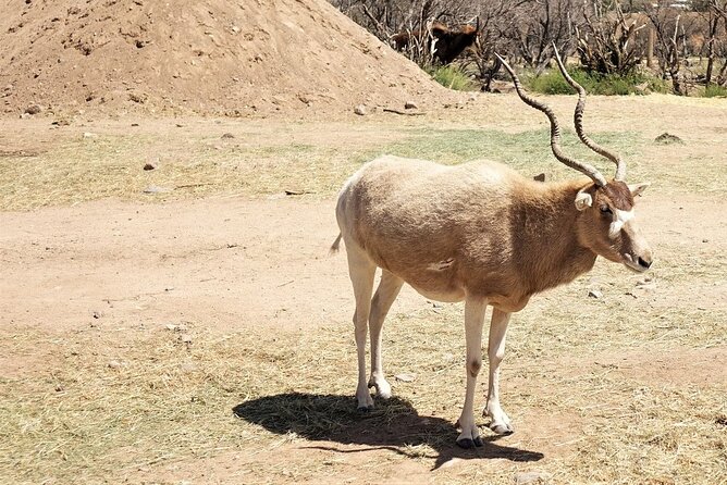 Out of Africa Wildlife Park Admission Ticket - Timing your 5–6 hours so you don’t feel rushed