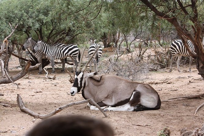 Out of Africa Wildlife Park Admission Ticket - Getting there: Camp Verde, and why the drive is part of the plan