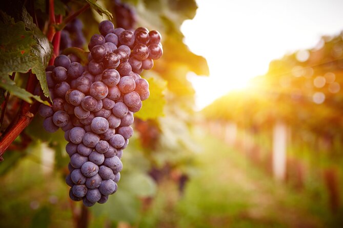 Private Luxury Wine Tour $489 per group, up to 5, $789 up to 10 - Stop 4: Alcantara Vineyards and Winery at the Verde River and Oak Creek Confluence