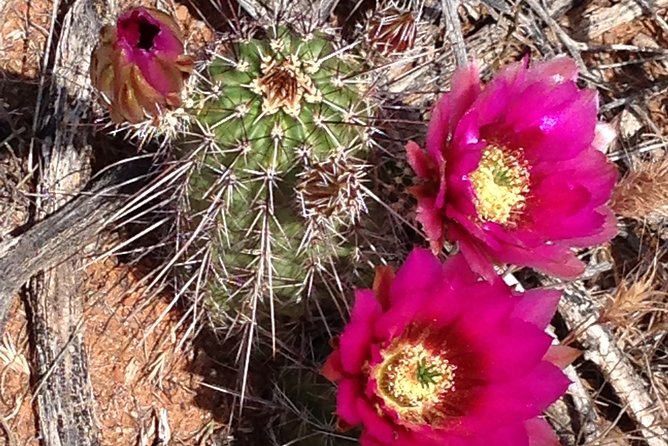PRIVATE Sedona Scenic Full-Day - Its all about you!! - Door-to-Door Pickup, Snacks, and the Stuff You Don’t Want to Think About