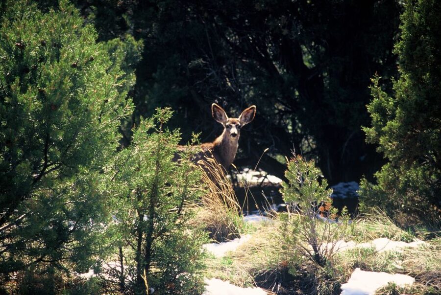 Sedona: 2-Hour Jeep (Hummer) Tour Gambler Trail - Quick Hits: Why the Gambler Trail Tour Works