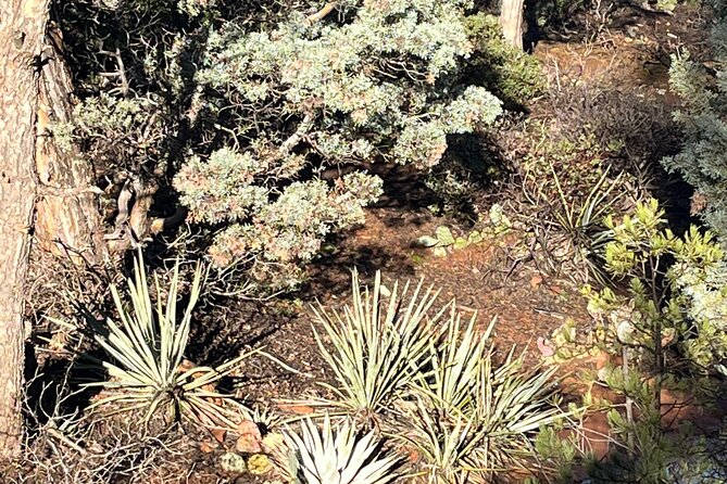 Sedona Magical Sightseeing Highlight Tour- 5 Stars - The guide makes it: Anna and Mike’s storytelling style
