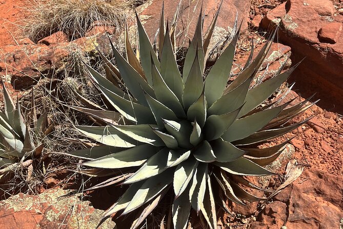 Sedona Magical Sightseeing Highlight Tour- 5 Stars - Air-conditioned rides, big windows, and easy viewing