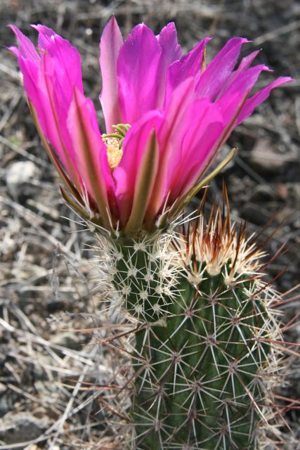 Sedona: PRIVATE 2-Hour Colorado Plateau Scenic Jeep Tour - Your guide matters: narration that actually connects the dots