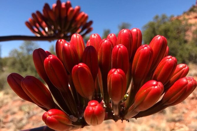 Sedona Sneak-a-Peak Hike With a Private Guide - Pickup and Private Transportation: Getting There Without the Headache