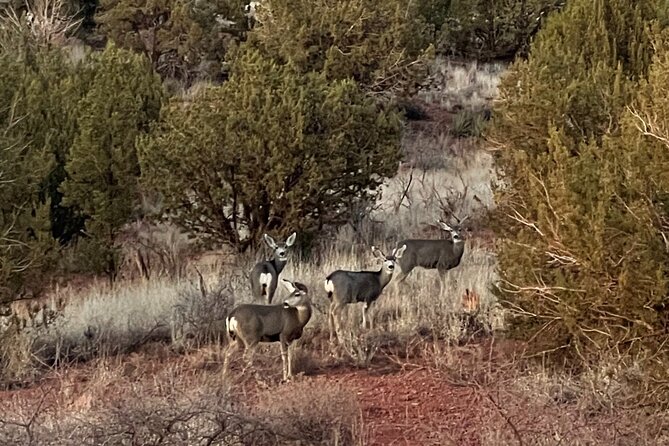 Sunrise Wildlife Safari Tour by Jeep from Sedona - Who Should Book This Sunrise Safari (and Who Might Skip It)