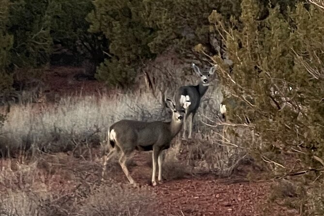 Sunrise Wildlife Safari Tour by Jeep from Sedona - The Jeep Ride and Wildlife Scanning: Comfortable, Focused, Not Loud